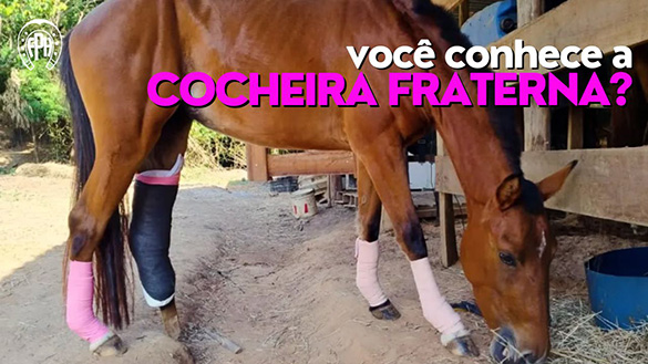 Transformação de Vidas na ONG Cocheira Fraterna