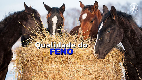 Como avaliar a qualidade do feno?